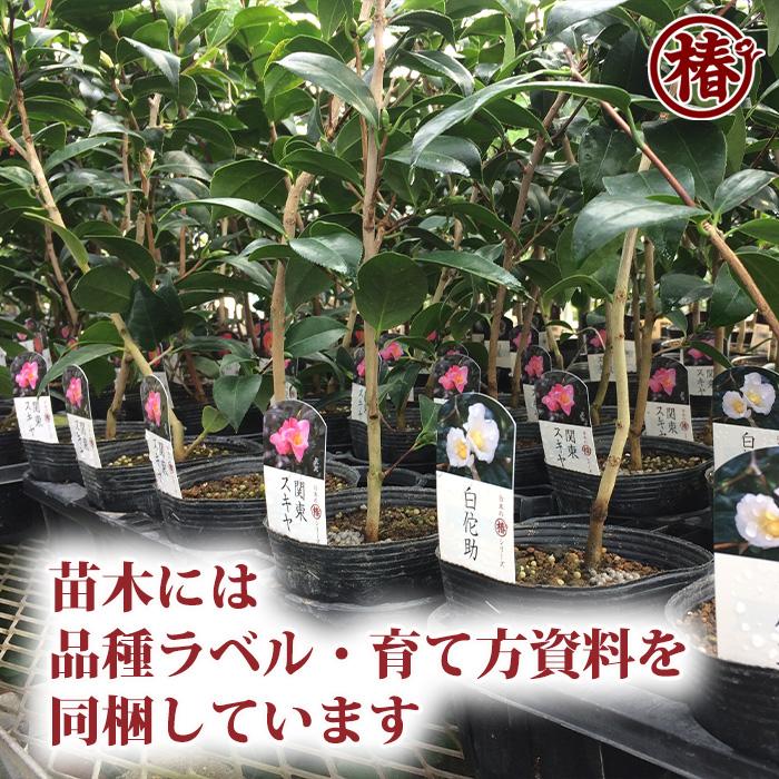 椿 月の輪・つきのわ 15cmポット（5号鉢）挿木苗【つばき 苗木 常緑 花木 お茶花 茶席 茶道 庭木 鉢植え 園芸 初心者】｜tsubakien｜04