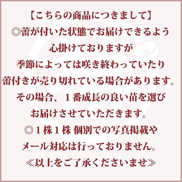 椿 月の輪・つきのわ 15cmポット（5号鉢）挿木苗【つばき 苗木 常緑 花木 お茶花 茶席 茶道 庭木 鉢植え 園芸 初心者】｜tsubakien｜09