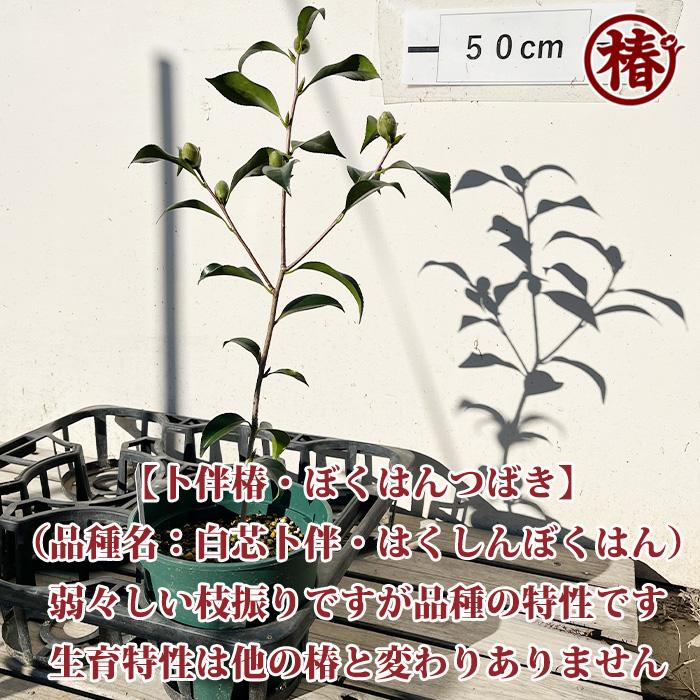椿 卜伴・ぼくはん（別名：白芯卜伴・はくしんぼくはん／月光・がっ