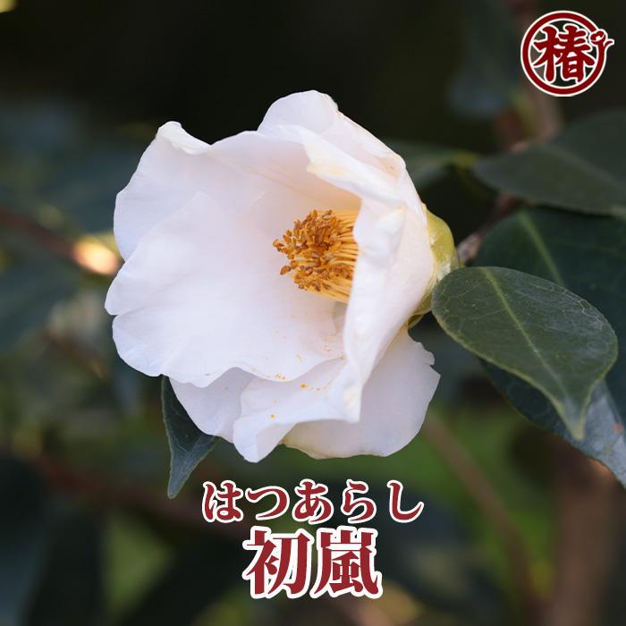 椿 初嵐・はつあらし 15cmポット（5号鉢）挿木苗【つばき 苗木 常緑