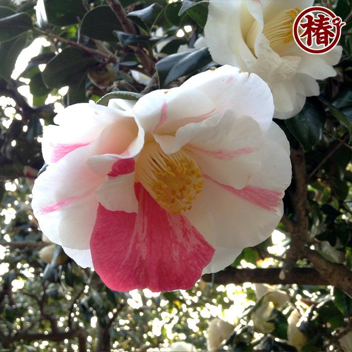 椿！ 椿 藤娘・ふじむすめ 15cmポット（5号鉢）挿木苗【つばき ツバキ 苗木