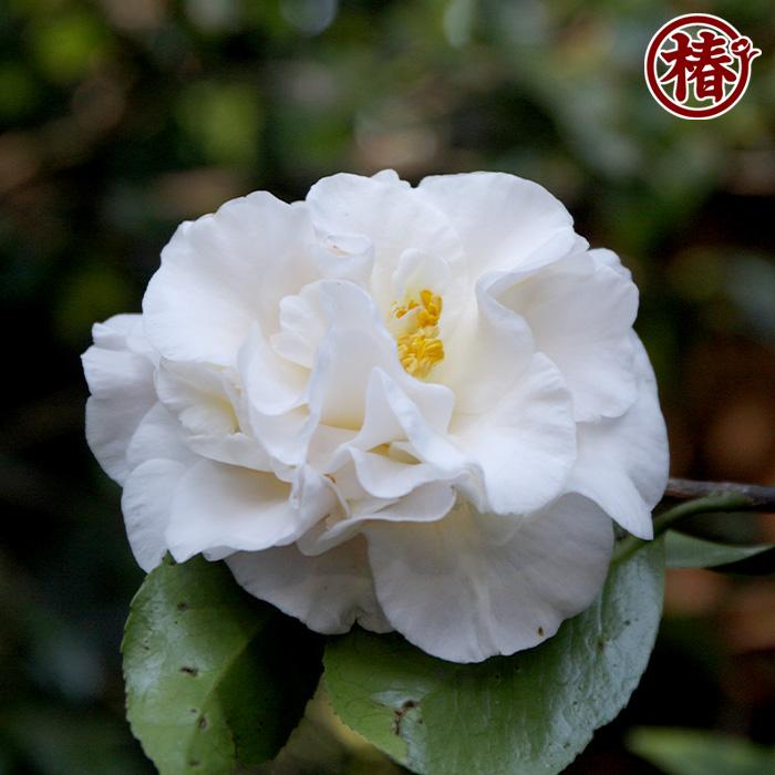 白木 椿 白太神楽・しろだいかぐら 15cmポット（5号鉢）挿木苗【つばき