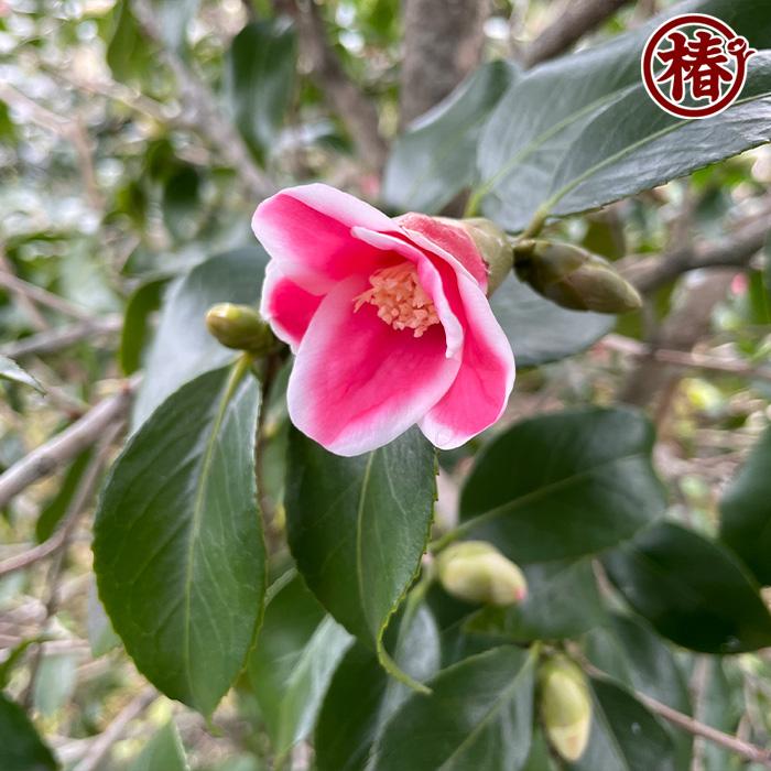 椿 湊晨侘助・そうしんわびすけ 15cmポット（5号鉢）挿木苗【つばき