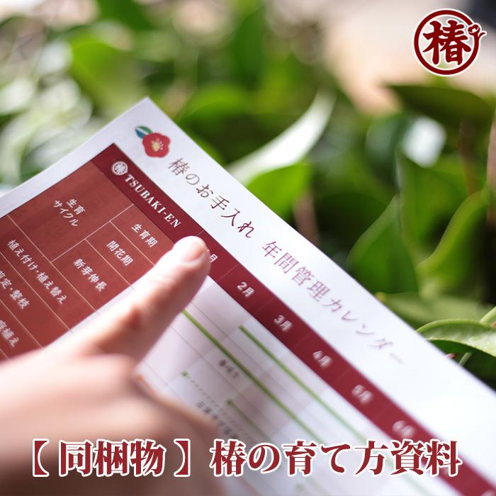 椿 月兎・つきうさぎ 15cmポット（5号鉢）挿木苗【つばき ツバキ 苗木