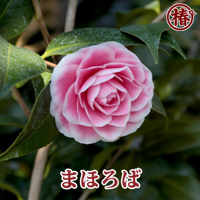 椿 まほろば 15cmポット（5号鉢）挿木苗【つばき ツバキ 苗木 常緑 花木 お茶花 茶席 茶道 庭木 鉢植え 園芸 初心者】｜tsubakien