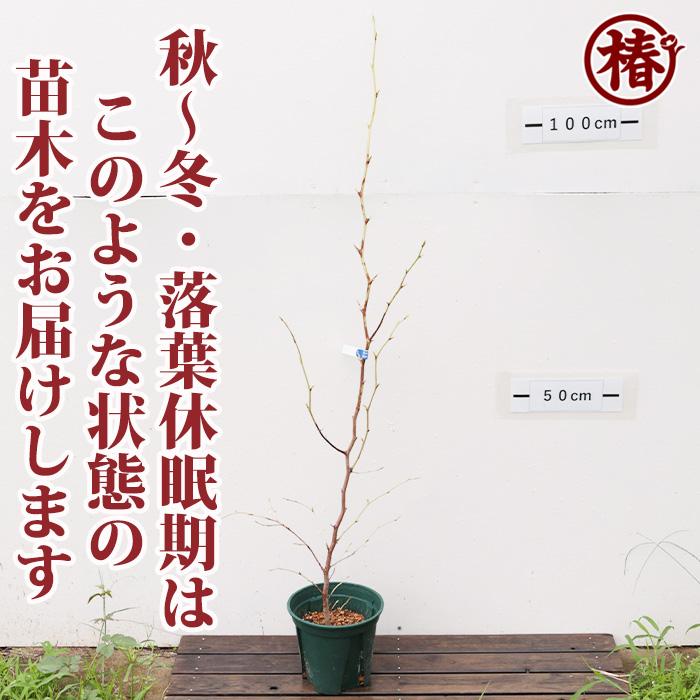 送料無料】シャラノキ シャラの木 沙羅の木 夏椿 ナツツバキ 18cm