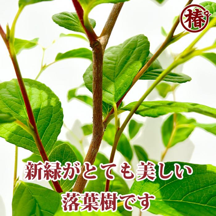 送料無料】シャラノキ シャラの木 沙羅の木 夏椿 ナツツバキ