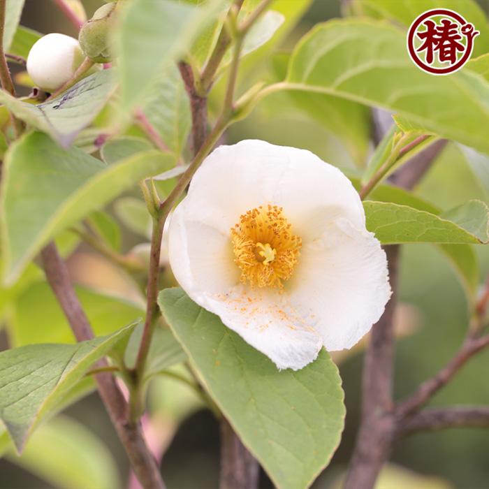 植木_庭木_シャラ・ナツツバキ_シンボルツリー
