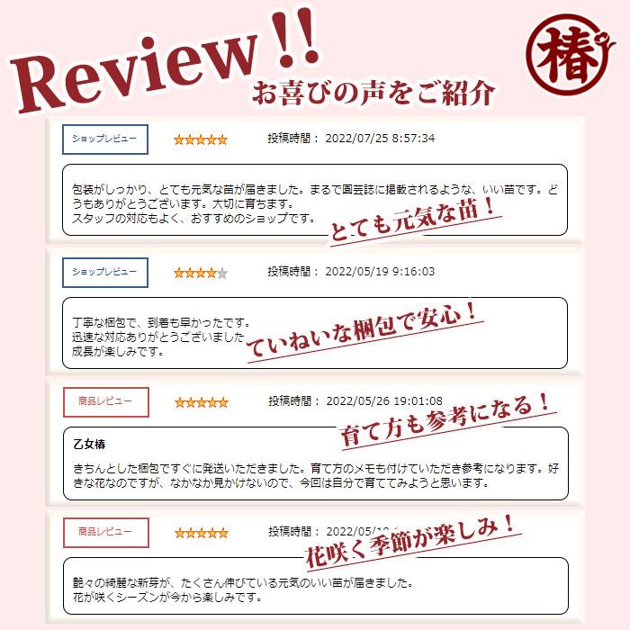 送料無料】シャラノキ シャラの木 沙羅の木 夏椿 ナツツバキ 18cm