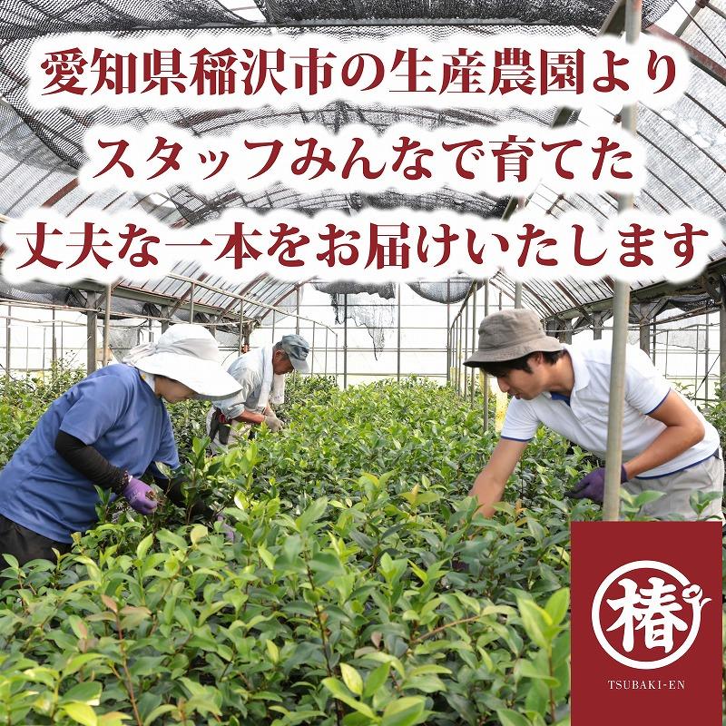送料無料】シャラノキ シャラの木 沙羅の木 夏椿 ナツツバキ