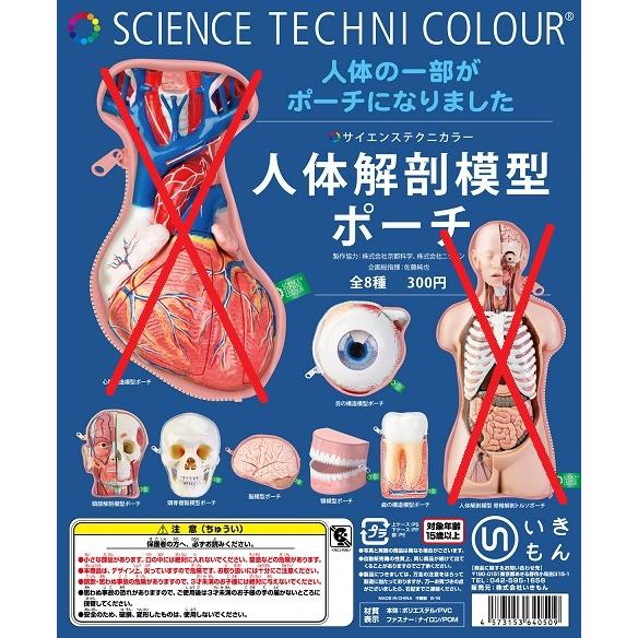 いきもん サイエンステクニカラー 人体解剖模型ポーチ 6種セット