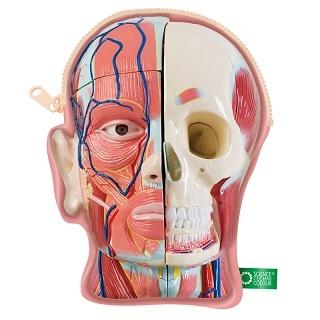 いきもん サイエンステクニカラー 人体解剖模型ポーチ 6種セット