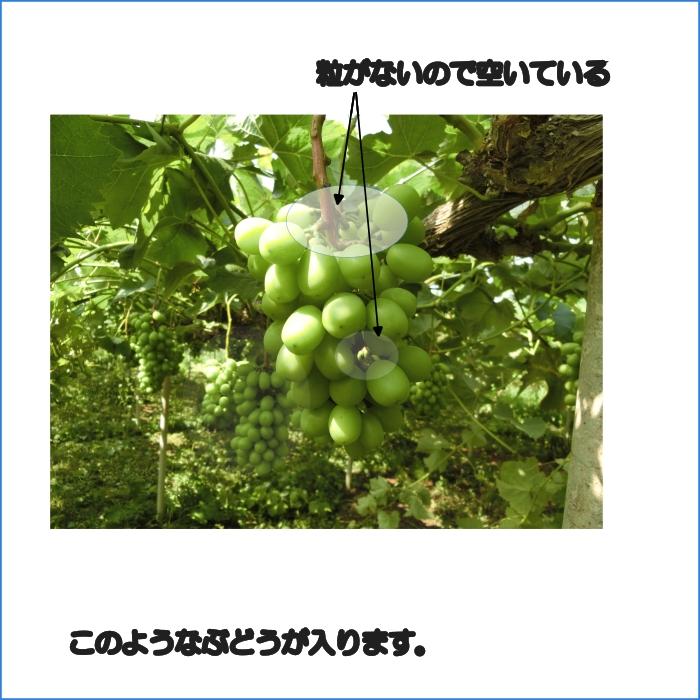 【10月中旬頃よりご注文順に順次発送予定】岡山県産 農家直送 シャインマスカット ご家庭用   2kg 生食用 3-4房入り