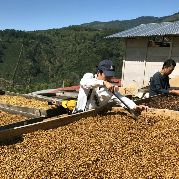父の日に スペシャルティコーヒー豆・粉 2種400g飲み比べギフト / アイスコーヒーにも / エチオピア シダモ ボナセデカ / コスタリカ ラ・パストーラ農園 | 辻本珈琲 | 08