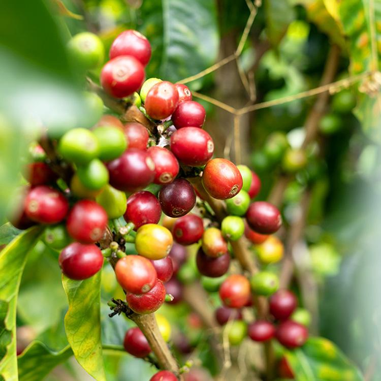 【ゲンゲンムシ様】専用・肌(珈琲)300g×2袋≪フォロー割特価≫ 辻本珈琲（TSUJIMOTO coffee） 父の日に【数量限定】グランクリュ