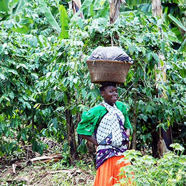 辻本珈琲（TSUJIMOTO coffee） コーヒー豆 コーヒー 粉 業務用 中煎り