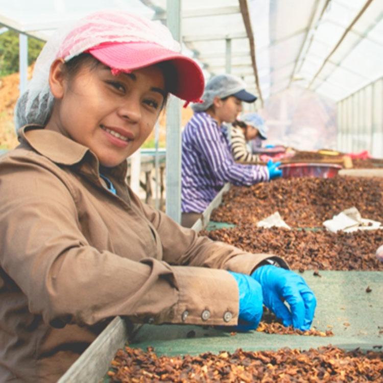 カフェインレスコーヒー豆・粉 / デカフェ ホンジュラス 1kg（200g×5袋）ウォッシュド / スイスウォータープロセス / 中深煎り 自家焙煎 有機 珈琲豆 送料無料 | 辻本珈琲 | 01