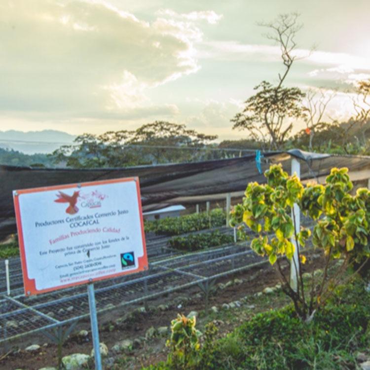 カフェインレスコーヒー豆・粉 / デカフェ ホンジュラス 1kg（200g×5袋）ウォッシュド / スイスウォータープロセス / 中深煎り 自家焙煎 有機 珈琲豆 送料無料 | 辻本珈琲 | 02