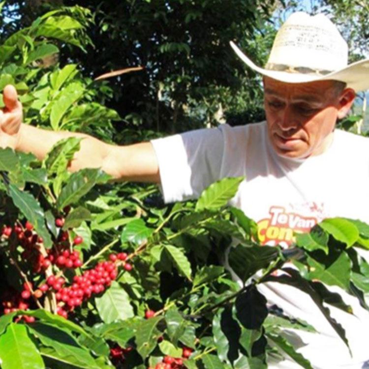 カフェインレスコーヒー豆・粉 / デカフェ ホンジュラス 1kg（200g×5袋）ウォッシュド / スイスウォータープロセス / 中深煎り 自家焙煎 有機 珈琲豆 送料無料 | 辻本珈琲 | 03