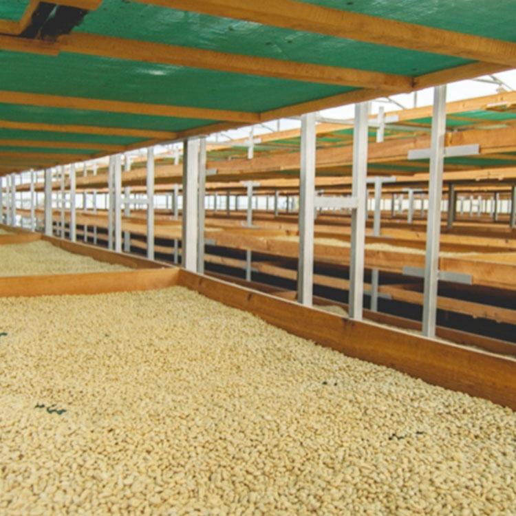 カフェインレスコーヒー豆・粉 / デカフェ ホンジュラス 1kg（200g×5袋）ウォッシュド / スイスウォータープロセス / 中深煎り 自家焙煎 有機 珈琲豆 送料無料 | 辻本珈琲 | 04