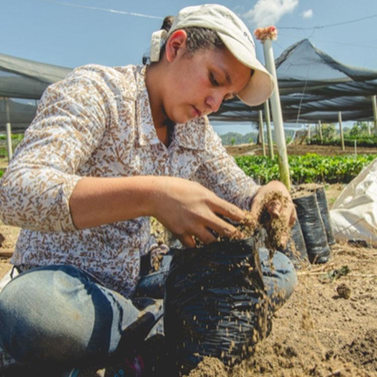 カフェインレスコーヒー豆・粉 / デカフェ ホンジュラス 1kg（200g×5袋）ウォッシュド / スイスウォータープロセス / 中深煎り 自家焙煎 有機 珈琲豆 送料無料 | 辻本珈琲 | 05