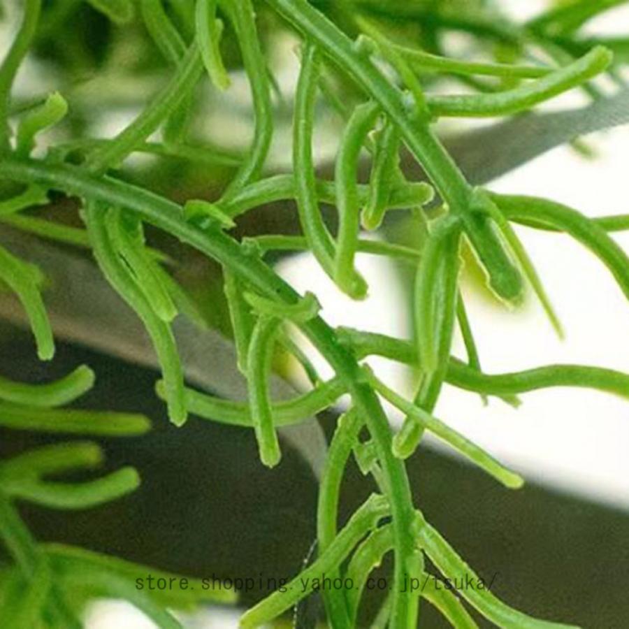 造花 胡蝶蘭 薔薇 花瓶付き 観葉植物 本物にそっくり 美しい プレゼント お祝いに 結婚式 リビング ベランダ 玄関 喫茶店 置物 枯れない花 お部屋が明るくなる |  | 08