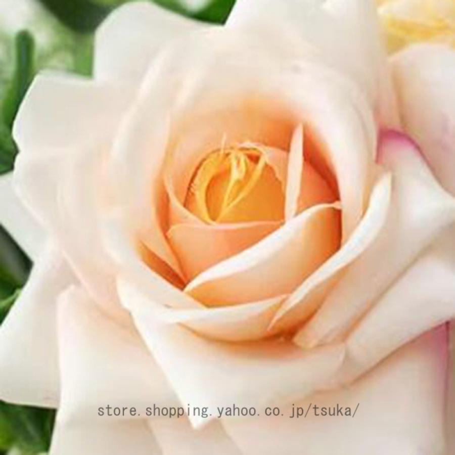 造花 胡蝶蘭 薔薇 花瓶付き 観葉植物 本物にそっくり 美しい プレゼント お祝いに 結婚式 リビング ベランダ 玄関 喫茶店 置物 枯れない花 お部屋が明るくなる |  | 10