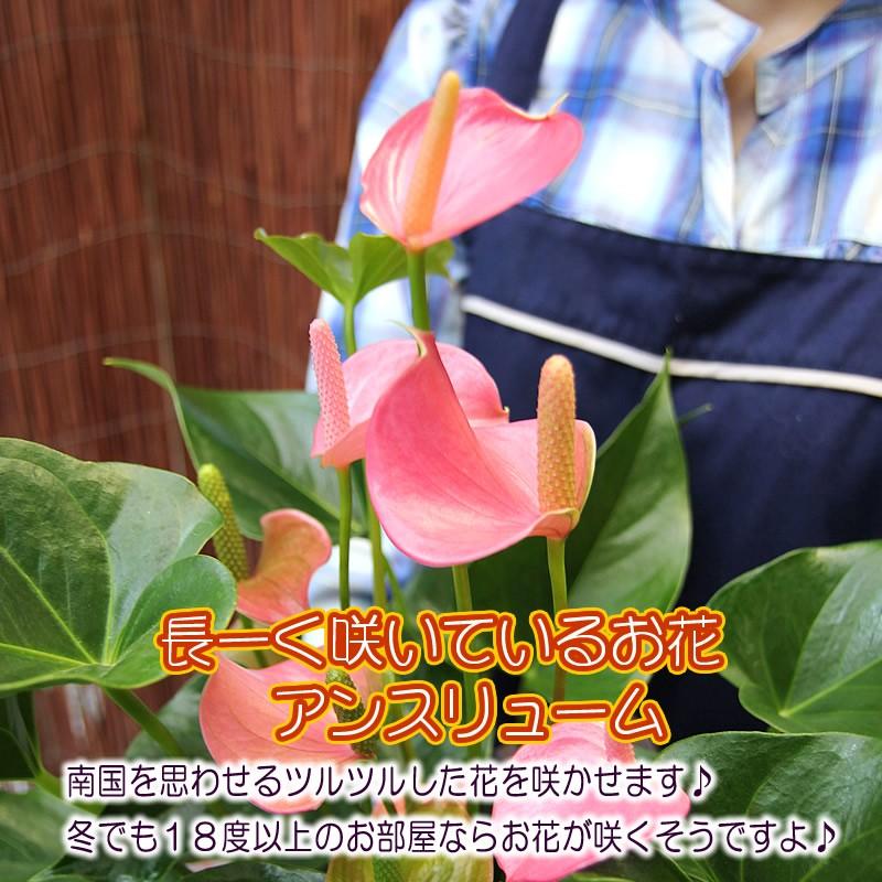 送料無料 トロピカルでお花長持ち アンスリウム 鉢花 ギフト アンスリューム 好評 花 チャンピオンシリーズ 観葉植物