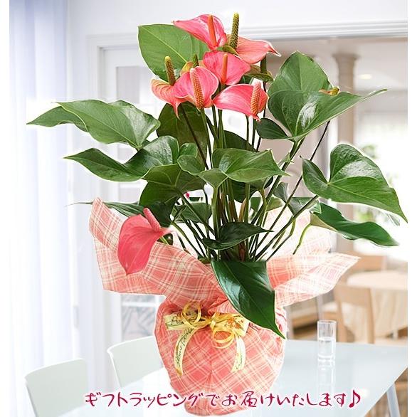 送料無料 トロピカルでお花長持ち アンスリウム 鉢花 ギフト アンスリューム 好評 花 チャンピオンシリーズ 観葉植物