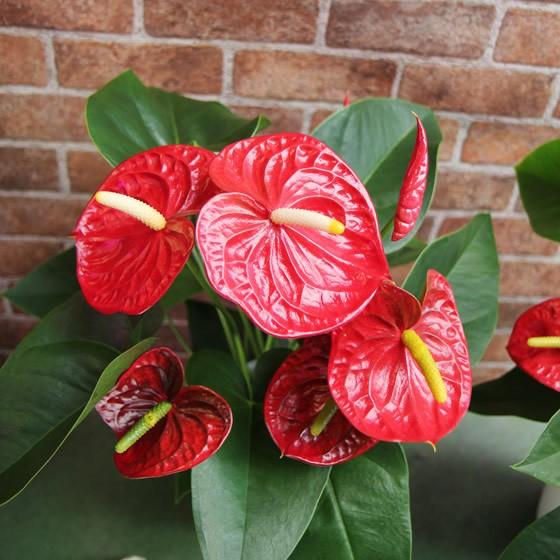 送料無料 トロピカルでお花長持ち アンスリウム 鉢花 ギフト アンスリューム 好評 花 チャンピオンシリーズ 観葉植物