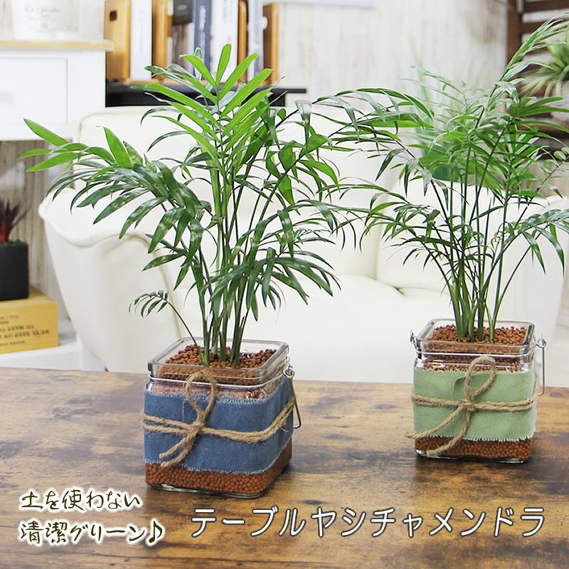 観葉植物 水を吸い込む清潔な粒 アクアセラミック テーブルヤシ チャメンドラ ガラスポット 送料無料 ギフト プレゼント おしゃれ 公式