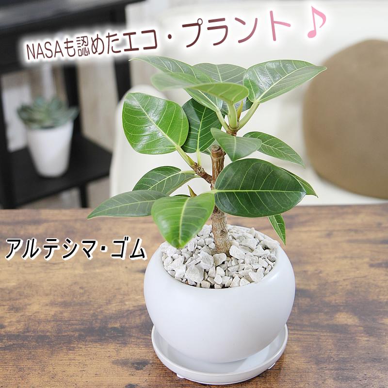 【観葉植物専門】アルテシマゴム アルテシマゴム | 株式会社 野沢園 I 創業150年 観葉植物レンタル