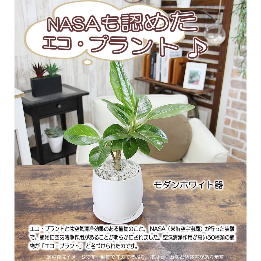 アルテシマ ゴム ライトグリーンの葉が魅力 エコ・プラント 観葉植物