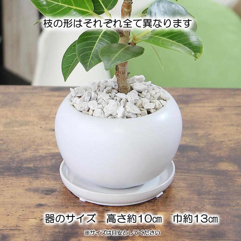 アルテシマ ゴム ライトグリーンの葉が魅力 エコ・プラント 観葉植物 