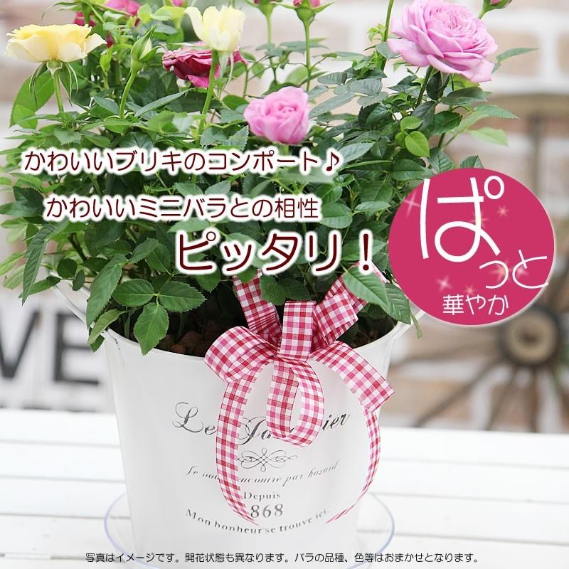 送料無料 華やか ミニバラ Mixカラーのブリキの寄せ植え 鉢花 鉢植え Baraburiki フラワーポケット 塚口ガーデン 通販 Yahoo ショッピング