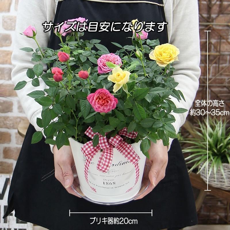 華やか ミニバラ MIXカラーのブリキの寄せ植え 鉢花 鉢植え 送料無料 花 ギフト プレゼント お祝い 卒業祝い 入学祝い 退職祝い｜tsukaguchi｜06