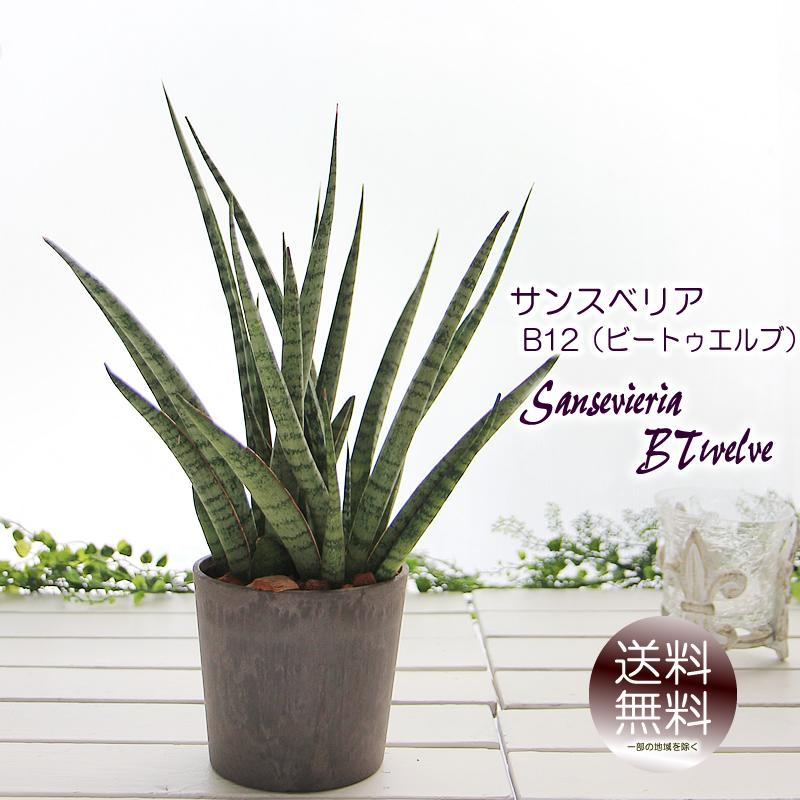 サンスベリア サンセベリア B12 ビートゥエルブ 3.5号ストーン風プラ鉢