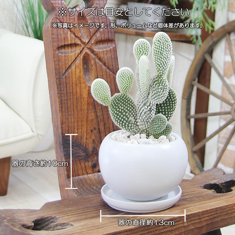サボテン バニーカクタス 白桃扇 （はくとうせん）白丸器 観葉植物