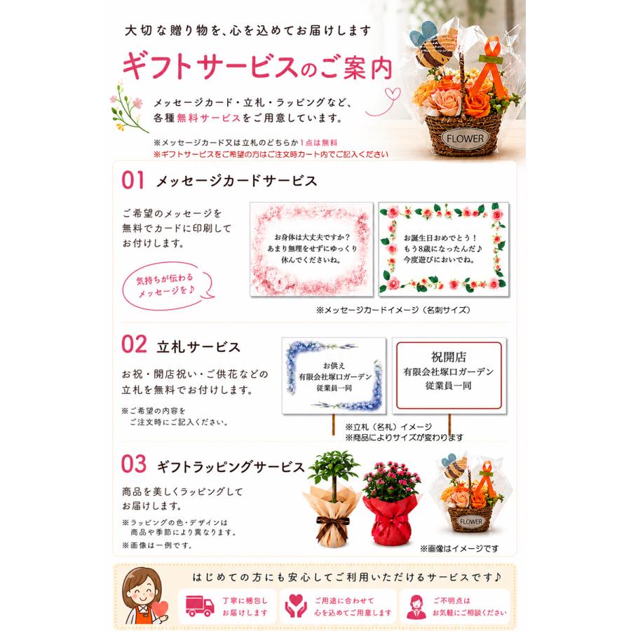 観葉植物 サボテン バニーカクタス 白桃扇 （はくとうせん）白丸器 鉢