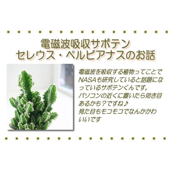 モコモコ育つ セレウスペルヴィアヌス サボテン 多肉植物 観葉植物