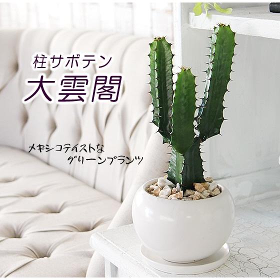 観葉植物 大雲閣（ダイウンカク）迫力ある姿が魅力的 モコモコ育つ