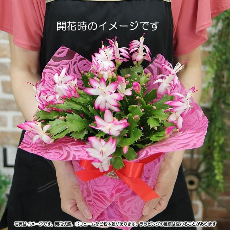 送料無料 鮮やかに咲かせるたくさんの花 デンマークカクタス シャコバサボテン 鉢花 鉢植え 花 プレゼント ギフト Denmarapb フラワーポケット 塚口ガーデン 通販 Yahoo ショッピング