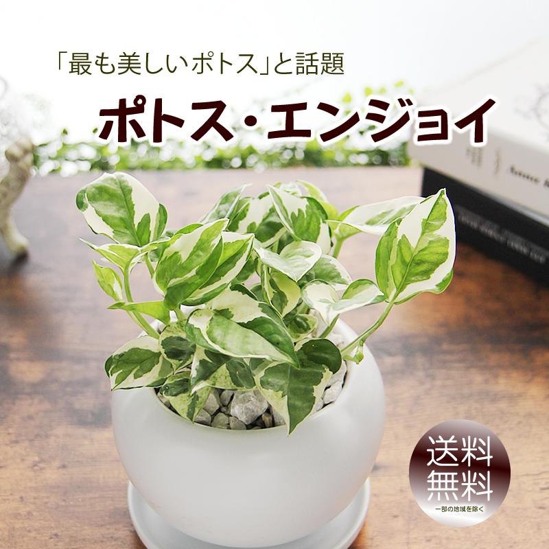 ポトス エンジョイ 白丸陶器鉢 送料無料 観葉植物 プレゼント ギフト