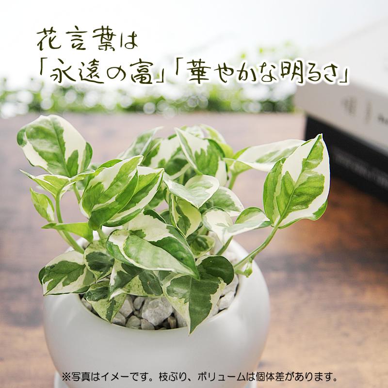 ポトス エンジョイ 白丸陶器鉢 送料無料 観葉植物 プレゼント ギフト