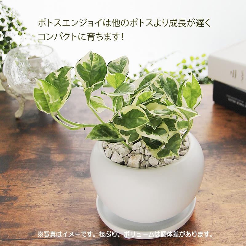 ポトス エンジョイ 白丸陶器鉢 送料無料 観葉植物 プレゼント ギフト