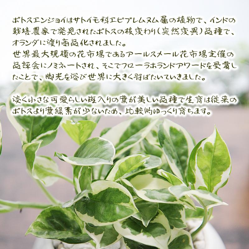 ポトス エンジョイ 白丸陶器鉢 送料無料 観葉植物 プレゼント ギフト