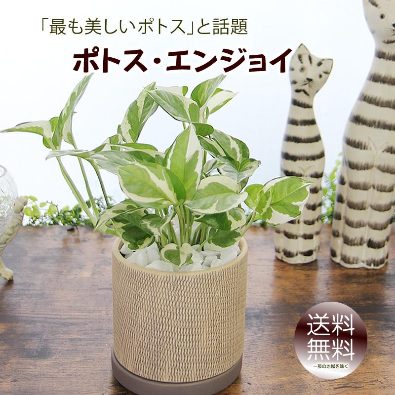 ポトス エンジョイ アミ模様丸陶器鉢 観葉植物 プレゼント ギフト 開店