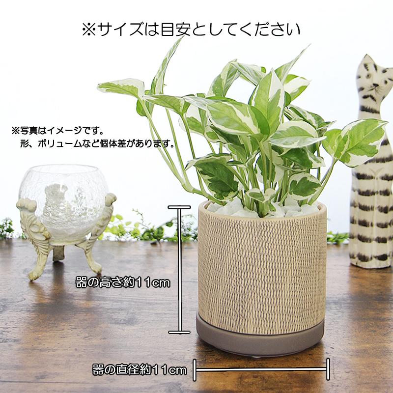 ポトス・エンジョイ(陶器の鉢付き) ポトス エンジョイ アミ模様丸陶器鉢 観葉植物 プレゼント ギフト 開店