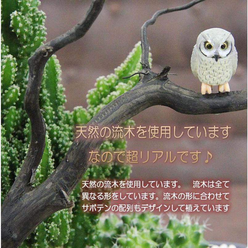 福を招く 縁起の良いふくろう ジオラマ サボテン F 31 観葉植物 人気 誕生日 プレゼント F31c フラワーポケット 塚口ガーデン 通販 Yahoo ショッピング