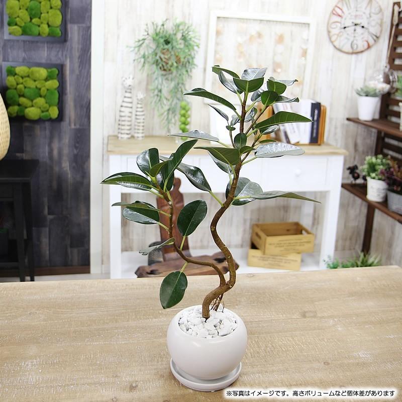 送料無料 曲がり枝 フランス ゴムの木 Nasaも認めたエコ プラント 観葉植物 Furansgom フラワーポケット 塚口ガーデン 通販 Yahoo ショッピング